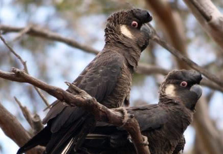 ILUKA – Supporting the community to conserve Carnaby’s Black Cockatoo