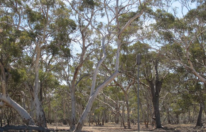NACC 1516-04-01 Protecting Habitat of Threatened Flora & Fauna in Moore Catchment