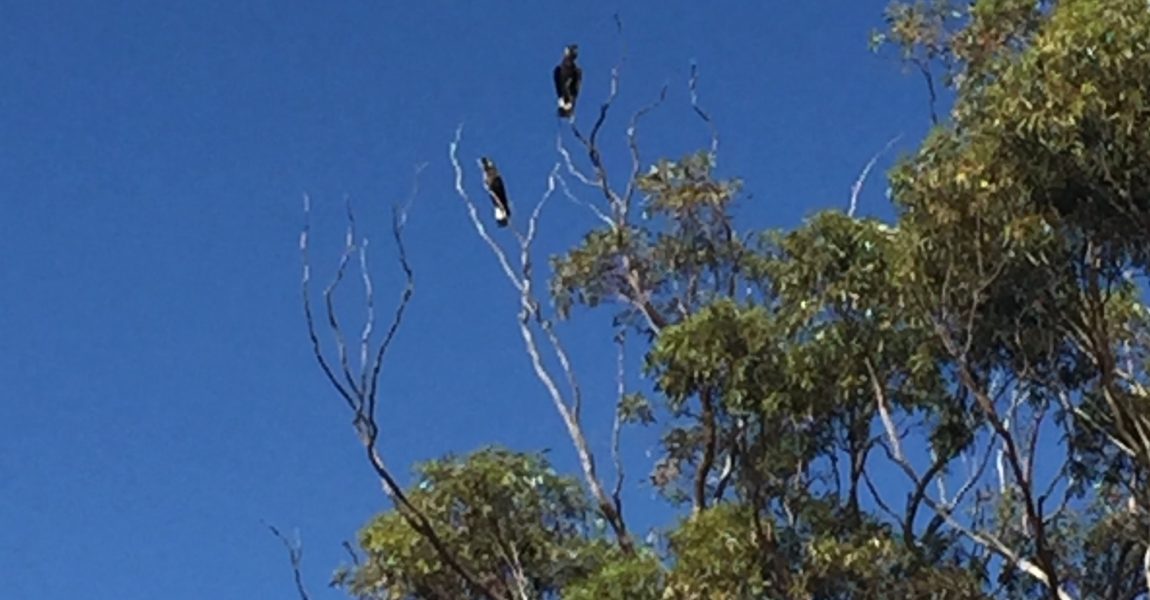 NLP 20MTR2-176: Increasing breeding habitat for Carnaby’s Black Cockatoo in the Moore Catchment