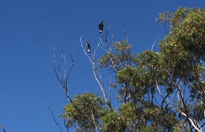NLP 20MTR2-176: Increasing breeding habitat for Carnaby's Black Cockatoo in the Moore Catchment